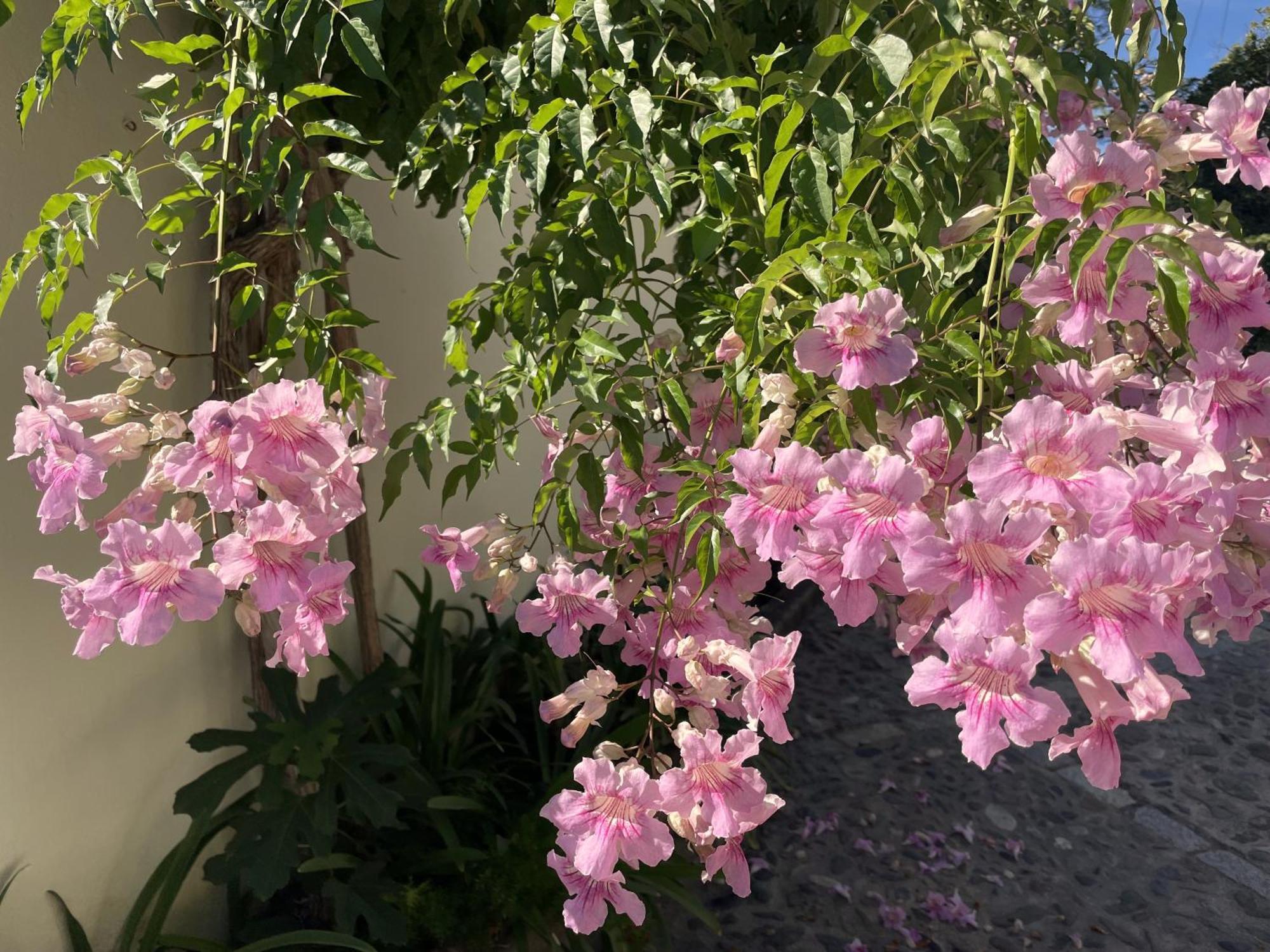 Boutique Maravilla - Marbella Bed & Breakfast Benahavis